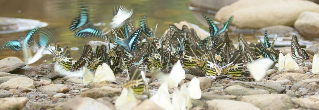 Sem Jones & Dennis van Ooyen